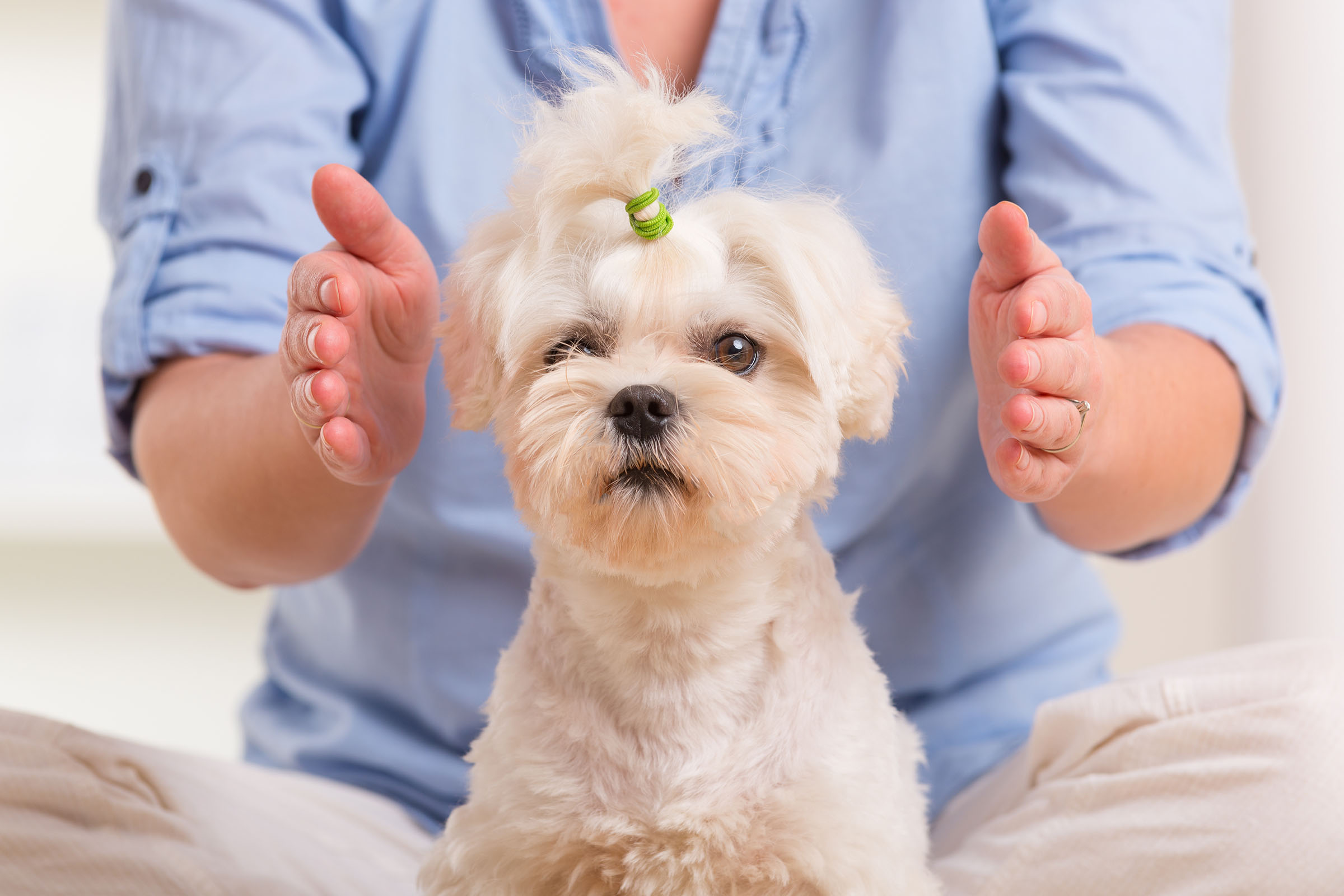 Woman doing Reiki therapy for a dog, a kind of energy medicine.